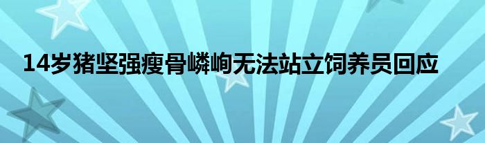 14岁猪坚强瘦骨嶙峋无法站立饲养员回应