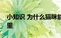 小知识 为什么猫咪能像液体一样缩在小盒子里