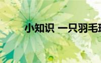 小知识 一只羽毛球上会有几根羽毛