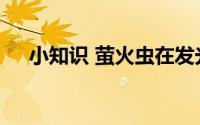 小知识 萤火虫在发光的同时也在发热吗