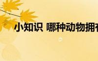 小知识 哪种动物拥有和人类相似的指纹
