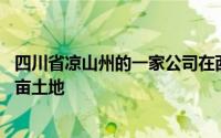 四川省凉山州的一家公司在西昌市高枧乡张林村流转了70余亩土地