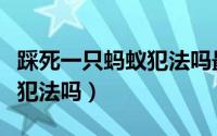 踩死一只蚂蚁犯法吗最佳答案（踩死一只蚂蚁犯法吗）