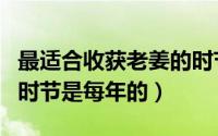 最适合收获老姜的时节是（最适合收获老姜的时节是每年的）