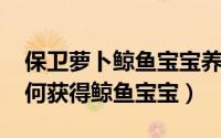 保卫萝卜鲸鱼宝宝养成（保卫萝卜攻略[3]如何获得鲸鱼宝宝）
