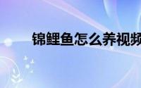 锦鲤鱼怎么养视频（锦鲤鱼怎么养）
