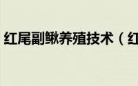 红尾副鳅养殖技术（红尾条鳅怎样人工饲养）