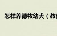 怎样养德牧幼犬（教你怎么养好德牧幼犬）