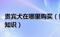 贵宾犬在哪里购买（贵宾狗狗网上购买的必备知识）