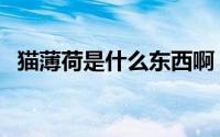 猫薄荷是什么东西啊（猫薄荷是什么东西）