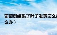 葡萄树结果了叶子发黄怎么办呢（葡萄树结果了叶子发黄怎么办）