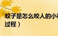 蚊子是怎么咬人的小视频（蚊子是怎么咬人的过程）