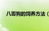 八哥狗的饲养方法（八哥犬的饲养方法）