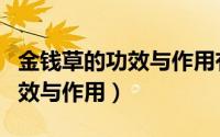 金钱草的功效与作用有副作用吗（金钱草的功效与作用）