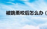 被跳蚤咬后怎么办（被跳蚤咬后怎么办）