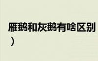 雁鹅和灰鹅有啥区别（灰鹅和雁鹅有什么区别）