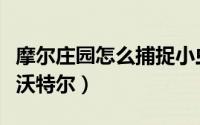 摩尔庄园怎么捕捉小虫子（摩尔庄园怎么捕捉沃特尔）