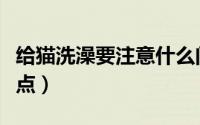 给猫洗澡要注意什么问题（给猫洗澡要注意要点）