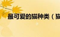 最可爱的猫种类（猫的几种可爱的种类）