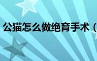 公猫怎么做绝育手术（公猫怎么做绝育手术）