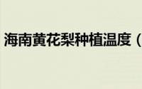 海南黄花梨种植温度（海南黄花梨种植方法）