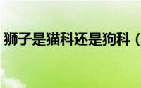 狮子是猫科还是狗科（狮子是猫科还是犬科）