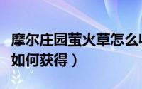 摩尔庄园萤火草怎么收集（摩尔庄园中萤火草如何获得）