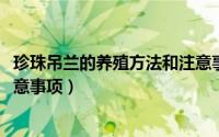 珍珠吊兰的养殖方法和注意事项!（珍珠吊兰的养殖方法和注意事项）