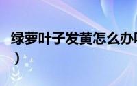 绿萝叶子发黄怎么办呢（绿萝叶子发黄怎么办）