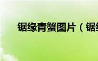 锯缘青蟹图片（锯缘青蟹的清洗方法）