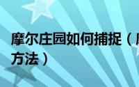摩尔庄园如何捕捉（摩尔庄园忽悠猫获得抓捕方法）