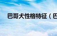 巴哥犬性格特征（巴哥犬的性情怎么样）