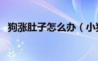 狗涨肚子怎么办（小狗涨肚快速解决办法）