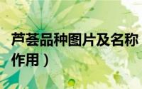 芦荟品种图片及名称（芦荟品种图片及名称及作用）
