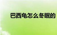 巴西龟怎么冬眠的（巴西龟怎么冬眠）