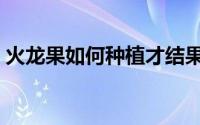火龙果如何种植才结果（火龙果如何种植呢）