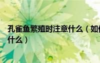 孔雀鱼繁殖时注意什么（如何进行孔雀鱼的繁殖需要注意些什么）