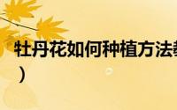 牡丹花如何种植方法教程图（牡丹花如何种植）
