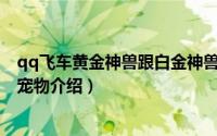 qq飞车黄金神兽跟白金神兽有什么区别（QQ飞车黄金神兽宠物介绍）