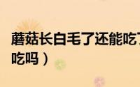 蘑菇长白毛了还能吃了吗（蘑菇长白毛了还能吃吗）