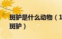 斑驴是什么动物（10大已灭绝物种霸王龙、斑驴）