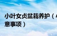 小叶女贞盆栽养护（小叶女贞的养殖方法和注意事项）
