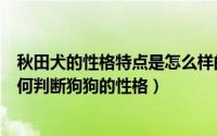 秋田犬的性格特点是怎么样的（秋田犬智商排名情况教你如何判断狗狗的性格）