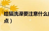 给猫洗澡要注意什么问题（给猫洗澡要注意要点）
