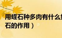 用蛭石种多肉有什么好处（种植多肉养花中蛭石的作用）