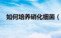 如何培养硝化细菌（如何培养硝化细菌?）