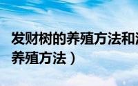 发财树的养殖方法和注意事项大全（发财树的养殖方法）