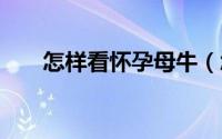 怎样看怀孕母牛（怎样看怀孕b超图）