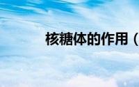 核糖体的作用（核糖体的作用）