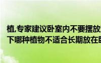 植,专家建议卧室内不要摆放过多绿色植物的主要原因是（以下哪种植物不适合长期放在卧室蚂蚁庄园）